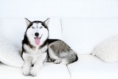 Güzel şirin husky kanepe beyaz odada yatan