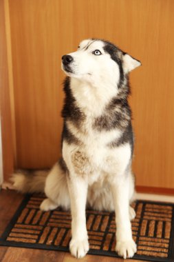 Güzel şirin husky oturma odasında kapının yanında