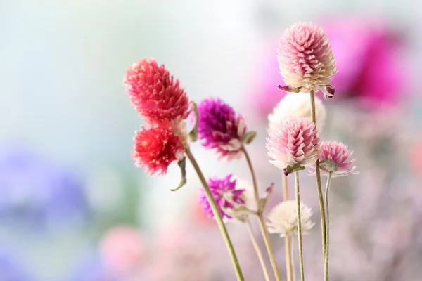 Krásné sušené květiny na světlé pozadí — Stock fotografie