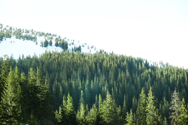 Hermosa vista de las montañas Cárpatos en invierno —  Fotos de Stock