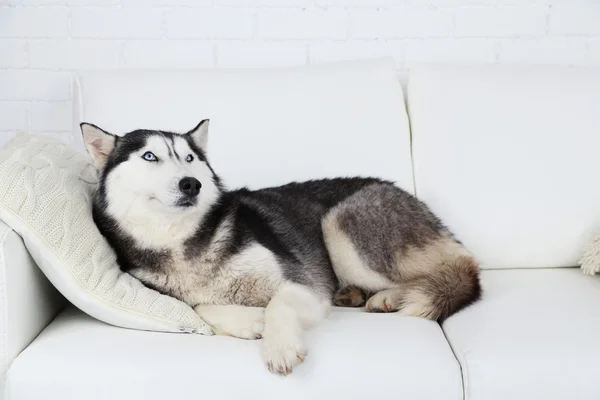 Krásný roztomilý husky ležel na pohovce v bílé místnosti — Stock fotografie