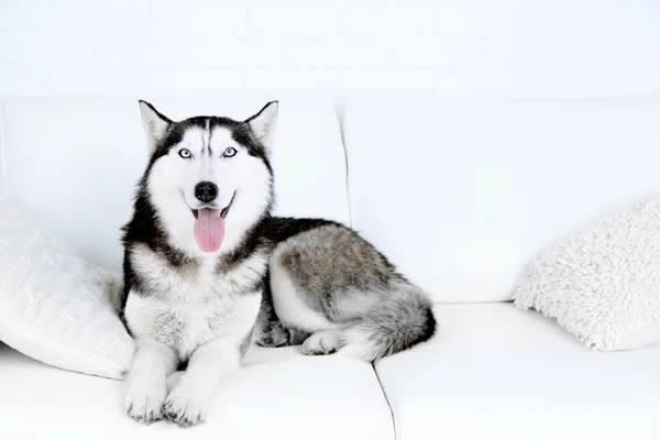 Hermoso lindo husky acostado en el sofá en la habitación blanca —  Fotos de Stock