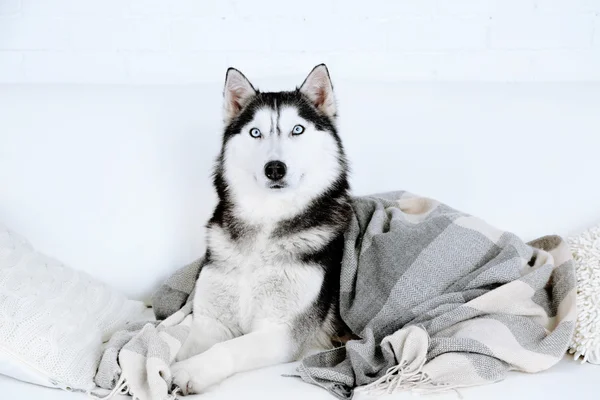 Hermoso lindo husky tumbado en el sofá con cuadros en habitación blanca — Foto de Stock