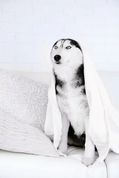 Beautiful cute husky with towel sitting on sofa in white room — Stock Photo, Image