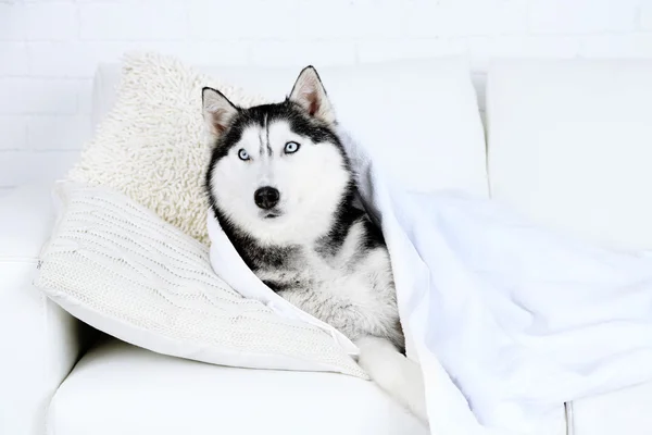 Hermoso husky lindo con toalla tumbado en el sofá en la habitación blanca —  Fotos de Stock