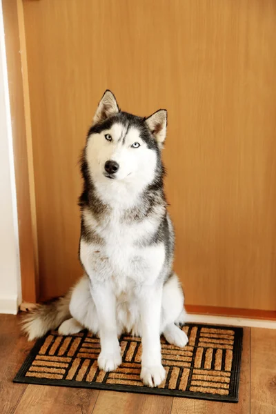 Vackra söta husky sitter nära dörren i rummet — Stockfoto