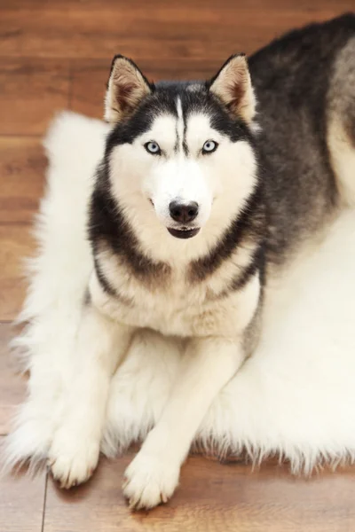 Hermoso lindo husky acostado en la alfombra en la habitación —  Fotos de Stock