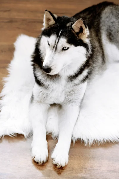 Bonito husky bonito deitado no tapete no quarto — Fotografia de Stock