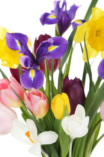 Beautiful spring flowers, closeup — Stock Photo, Image