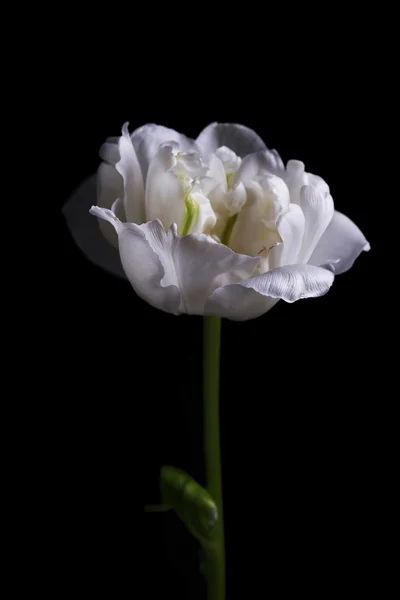 Čerstvý bílý Tulipán na šedém pozadí — Stock fotografie