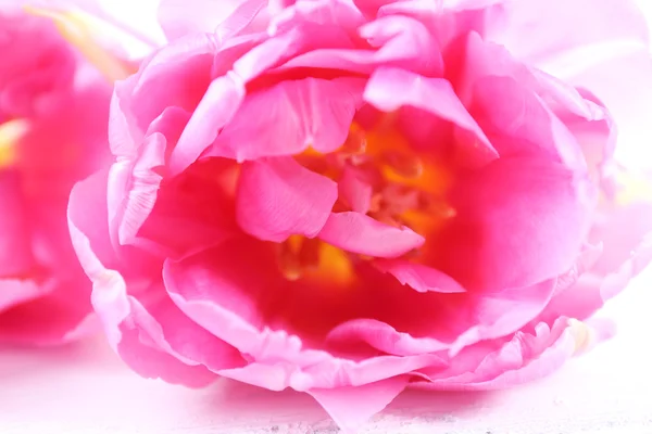Rosa tulpan, närbild — Stockfoto