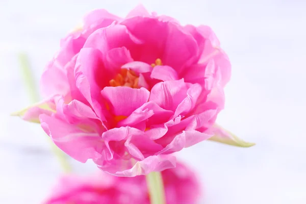 Tulipano rosa isolato su bianco — Foto Stock