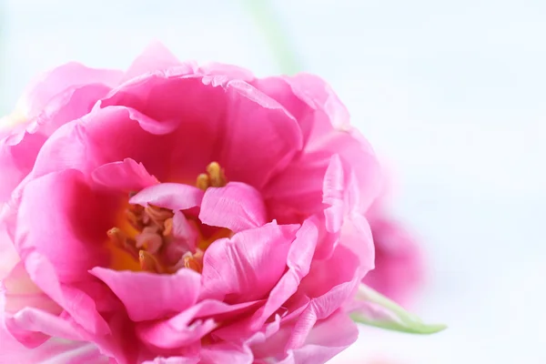 Rosa tulpan isolerad på vit — Stockfoto