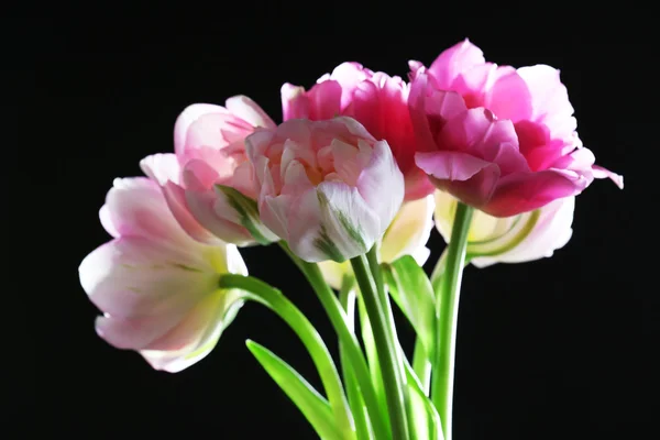Świeże tulipany na czarnym tle — Zdjęcie stockowe