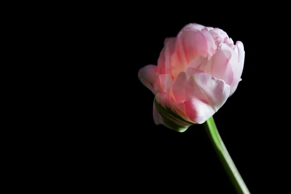 Frische Tulpe auf schwarzem Hintergrund — Stockfoto