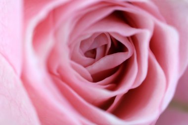 Güzel pembe gül, yakın çekim.