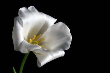 Siyah arkaplanda güzel beyaz lale