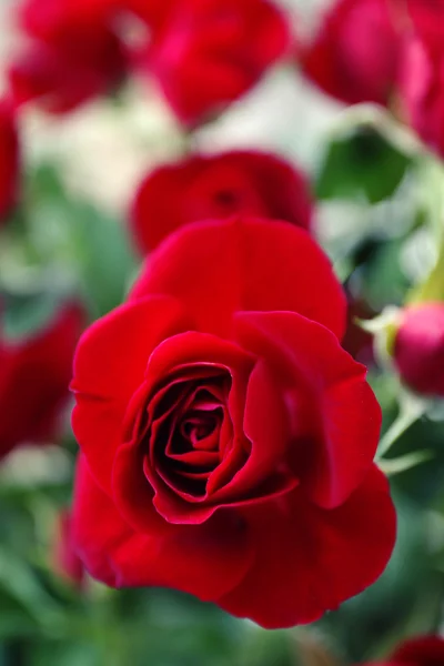 Beautiful red roses close up — Stock Photo, Image