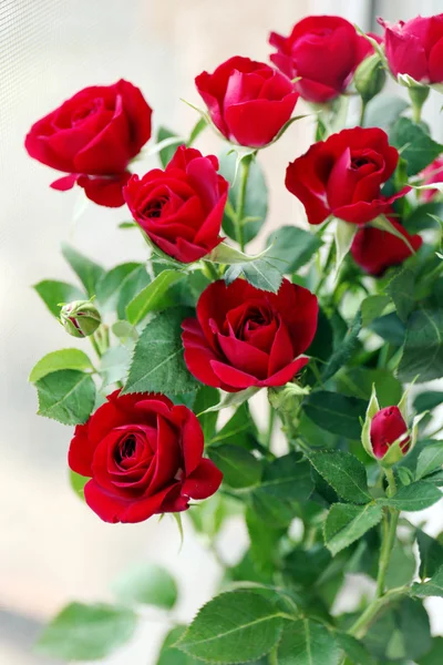 Beautiful red roses on bright background — Stock Photo, Image