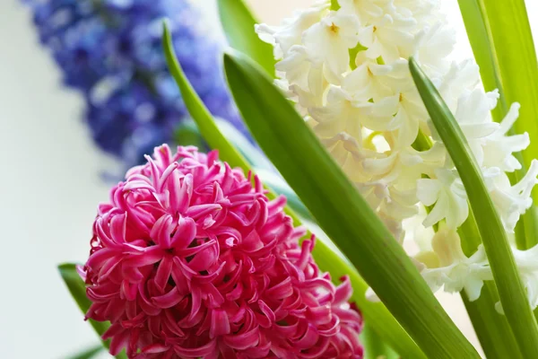 Beautiful hyacinths close up — Stock Photo, Image
