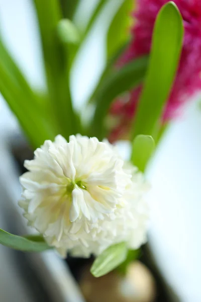 Hermosos jacintos de cerca —  Fotos de Stock