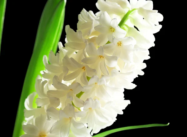 Mooie witte hyacint op zwarte achtergrond — Stockfoto