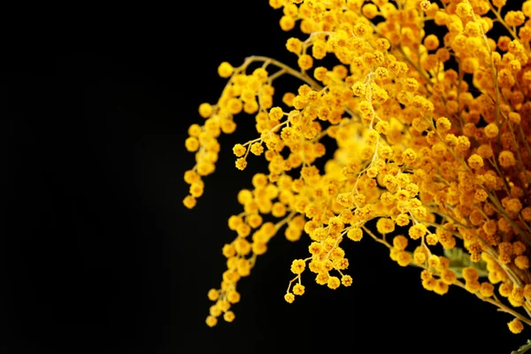 Hermosas ramitas de mimosa sobre fondo trasero —  Fotos de Stock