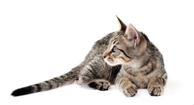 Beyaz tenli şirin kedi yavrusu.