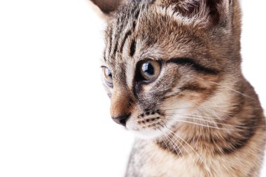 Beyaz izole kedi yavrusu portresi