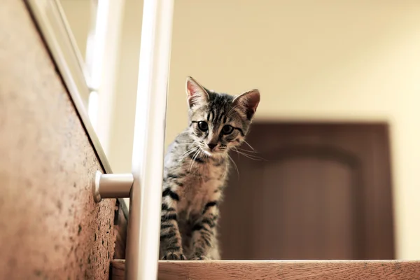 Kitten on staircase, indoors — Stock Photo, Image