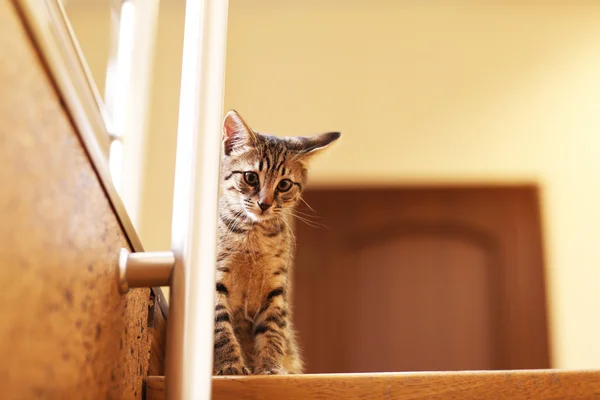 Kitten di tangga, di dalam ruangan — Stok Foto