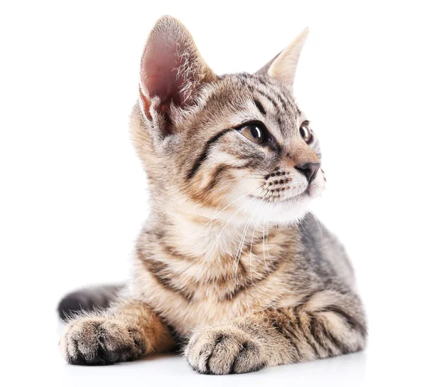 Gatinho bonito isolado em branco — Fotografia de Stock