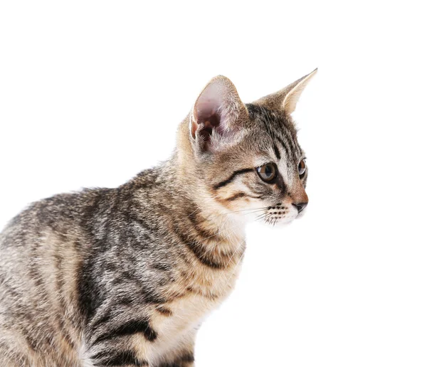 Lindo gatito aislado en blanco — Foto de Stock