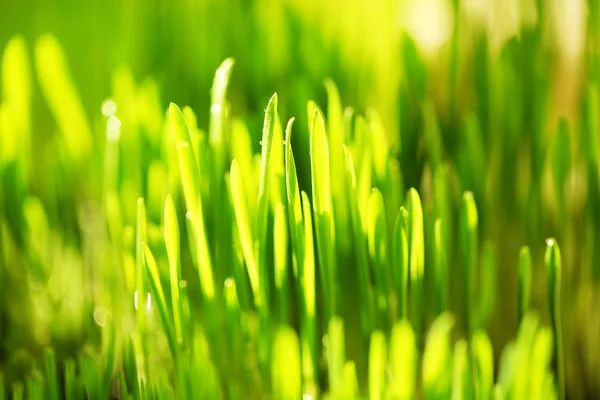 Мокра трава крупним планом фон — стокове фото