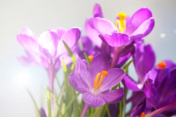 Bouquet of crocuses on bright background — Stock Photo, Image