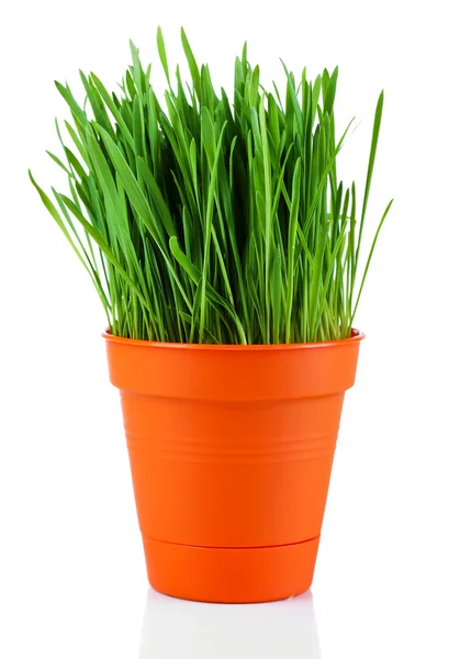 Groen gras in pot geïsoleerd op wit — Stockfoto