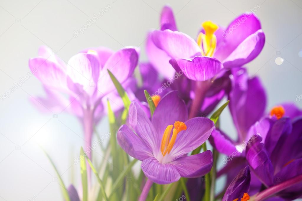 Bouquet of crocuses on bright background