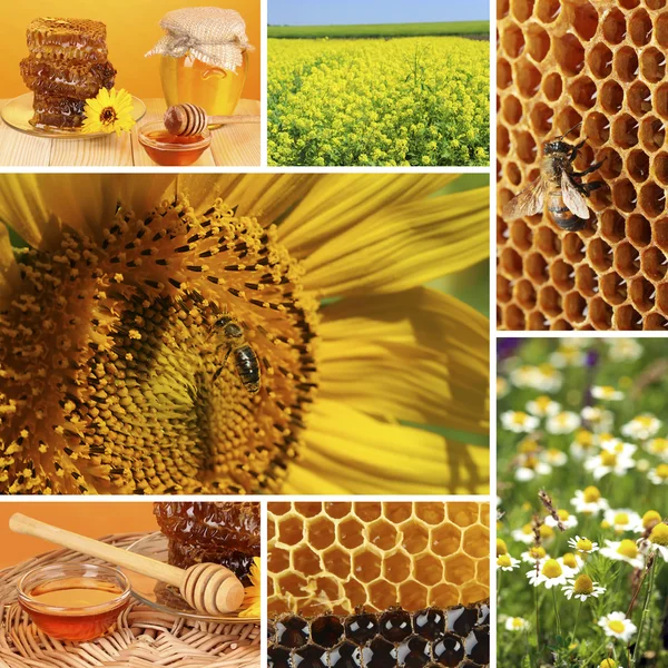 Méhészeti kollázs — Stock Fotó
