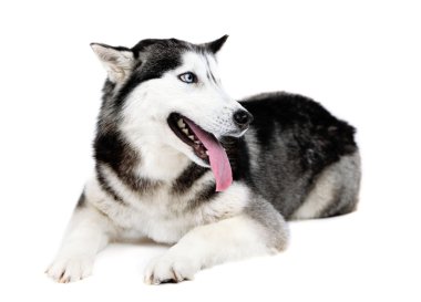 Güzel şirin husky