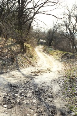 Ağaçlar ile açık havada iz