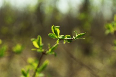 Ağaç bud, açık havada, portre