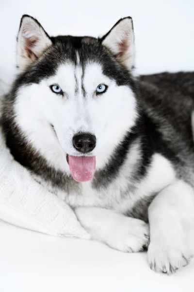 Vackra söta husky — Stockfoto