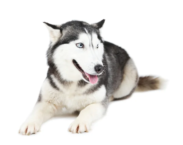 Bello carino husky — Foto Stock