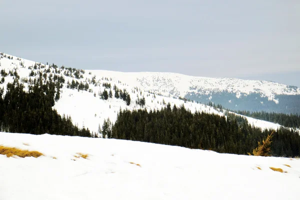 Carpathian Mountains in wintertime — Stock Photo, Image