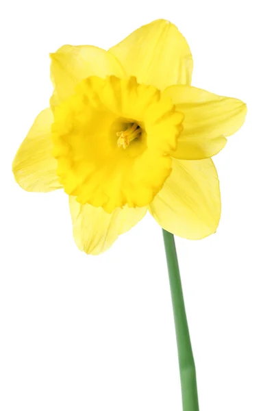 Narcissus flower isolated on white — Stock Photo, Image