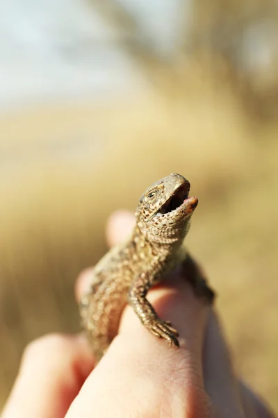 Lézard à la main féminine — Photo