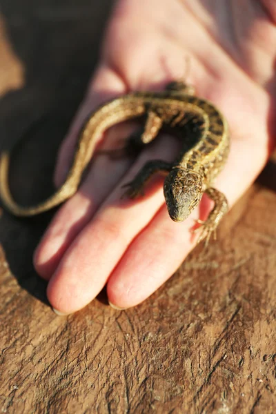Ящірка у жіночих рук — стокове фото