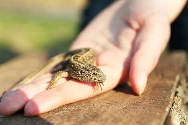 Eidechse in weiblicher Hand — Stockfoto