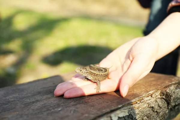 Eidechse in weiblicher Hand — Stockfoto