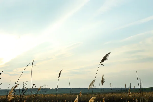 Krásný výhled na modré oblohy a sušené trávy — Stock fotografie